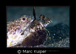 a lizardfish eating a fingered dragonet--I don't think th... by Marc Kuiper 